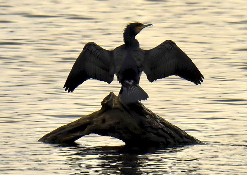 Cormorano si asciuga le ali (Elio Pallard)